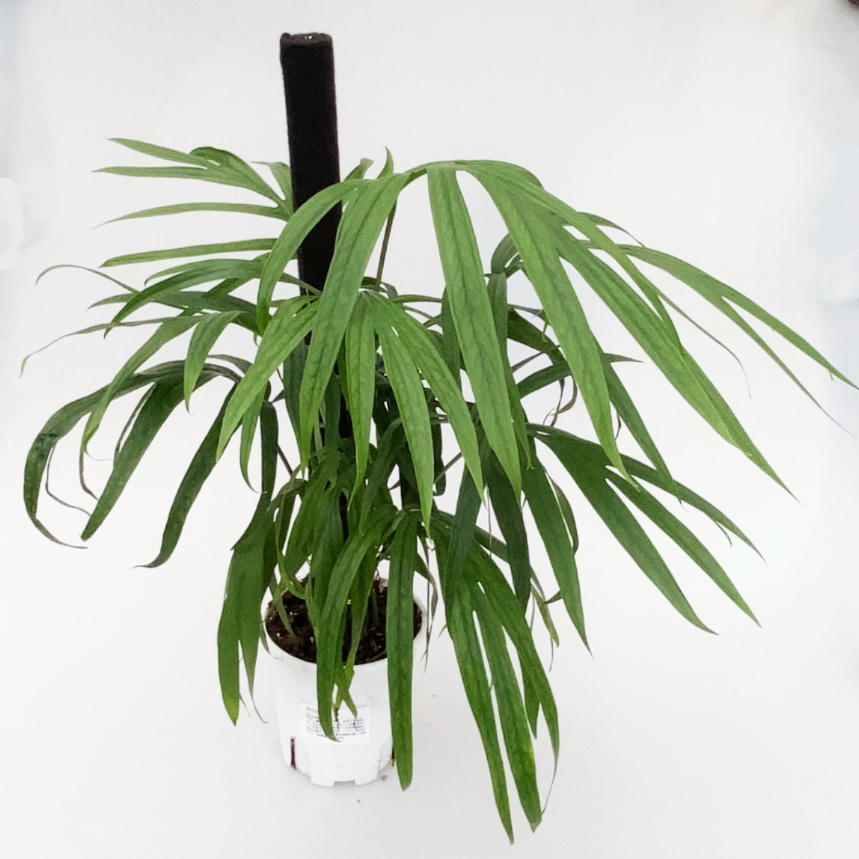 齐氏雷公莲  直播间 一物一拍 室内绿植盆栽,鲜花速递/花卉仿真/绿植园艺,绿植,淘宝优惠券,粉丝福利购,淘宝优惠卷