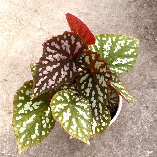 伊丽莎白秋海棠  室内绿植盆栽 直播间精选