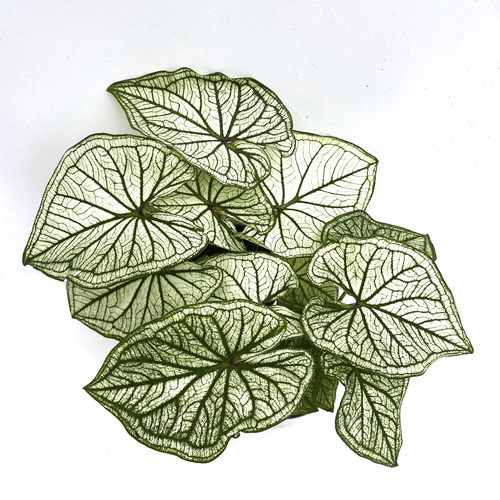 冰雪彩叶芋  室内户外绿植盆栽