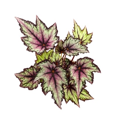 罗伯特高登秋海棠 网红室内绿植盆栽