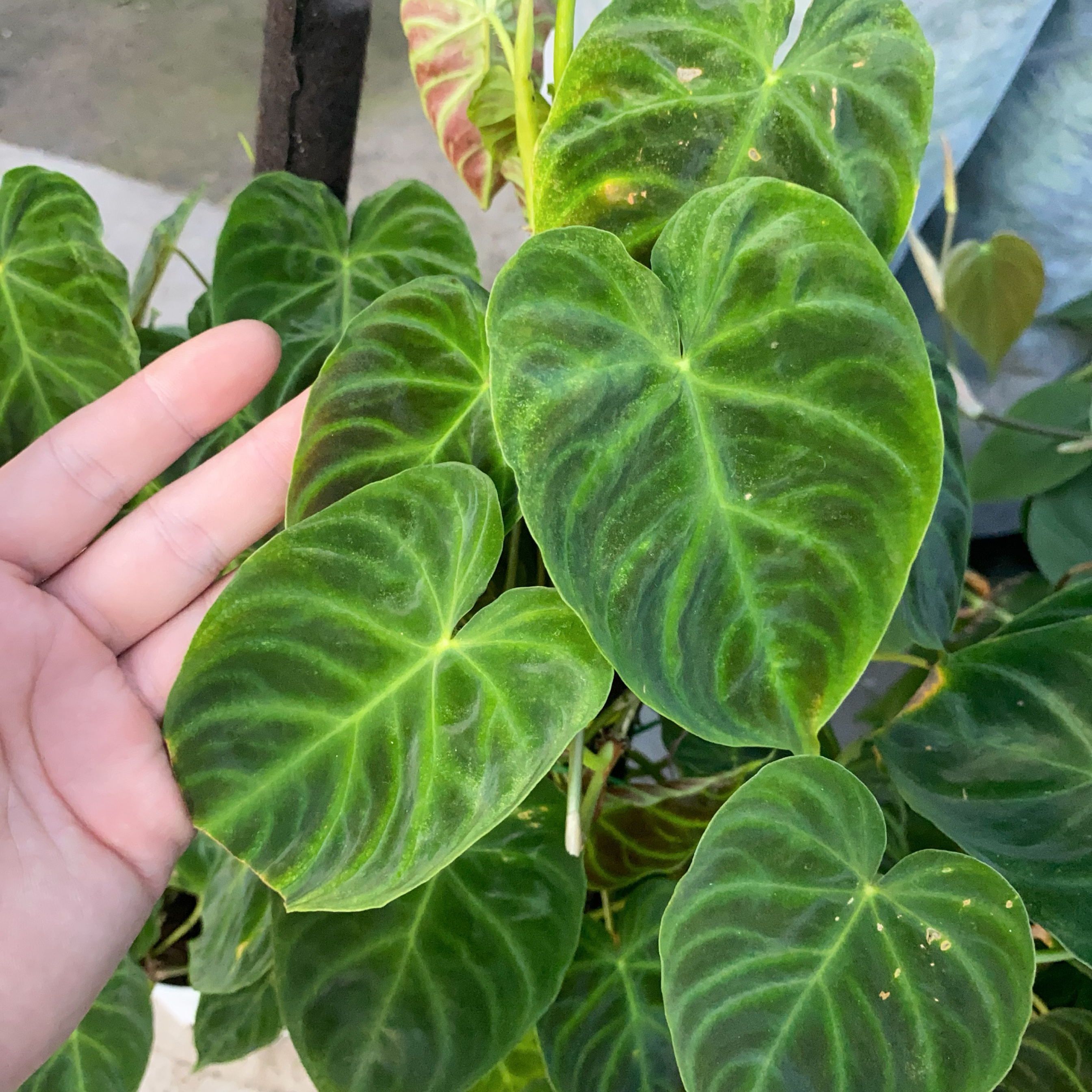 南美荧光蔓绿植盆栽绿绒