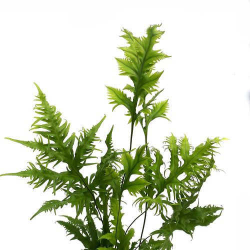 羽毛秋海棠直播间精选