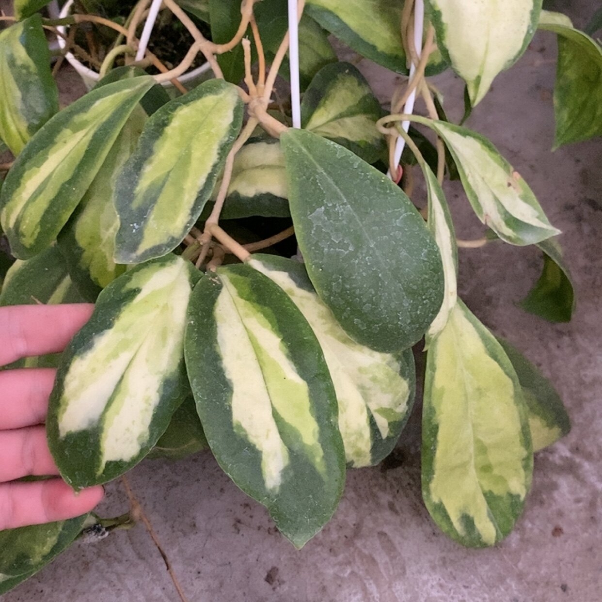 厚冠内锦球兰网红室内绿植盆栽