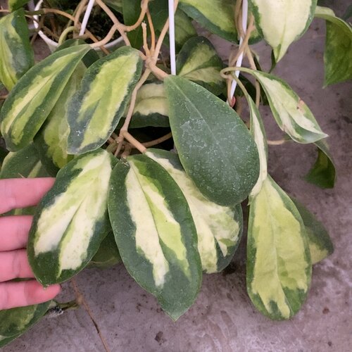 厚冠内锦球兰    网红室内绿植盆栽
