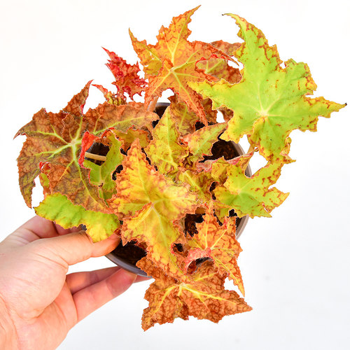 枫之谷秋海棠   直播间精选 一物一拍