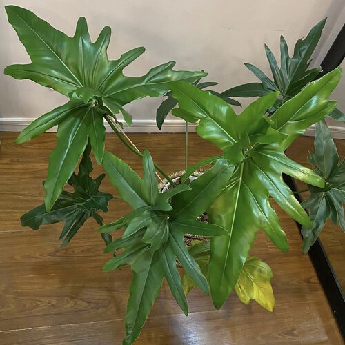 鹰嘴蔓绿绒  Philodendron Angela 大型品种 若慕室内绿植盆栽