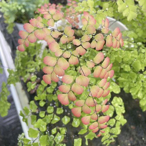 网红室内绿植盆栽绿植盆栽