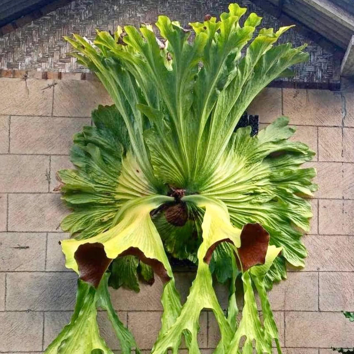 女王鹿角蕨  Platycerium wandae 超大型品种室内绿植