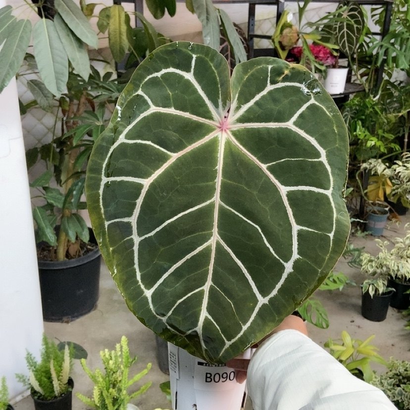 杂交花烛 B090 自繁 精选室内绿植盆栽 热植,鲜花速递/花卉仿真/绿植园艺,花烛,淘宝优惠券,粉丝福利购,淘宝优惠卷