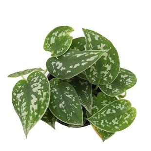 直播间精选 室内绿植盆栽 小叶银斑葛 小叶银缎绿萝