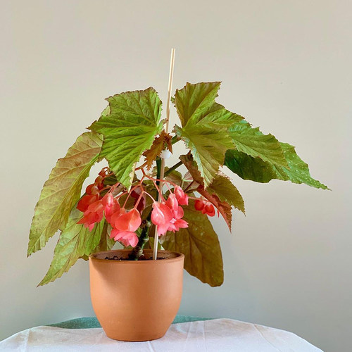 容若秋海棠   Begonia irenenuss  室内绿植 精选盆栽