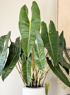 橙柄蔓绿绒  Philodendron billietiae Croat  室内绿植盆栽