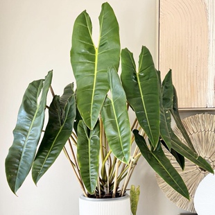 橙柄蔓绿绒 Philodendron billietiae Croat 室内绿植盆栽