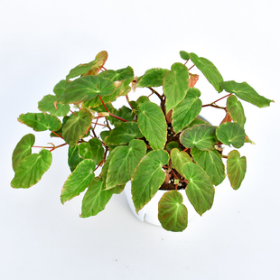 迪特里希 / 迪特里西 秋海棠    室内绿植盆栽