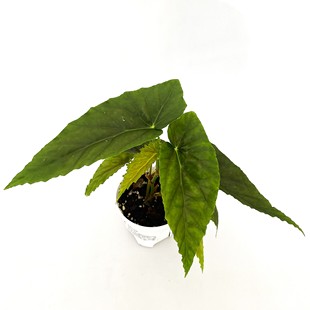 棱镜秋海棠  室内绿植盆栽 直播间精选