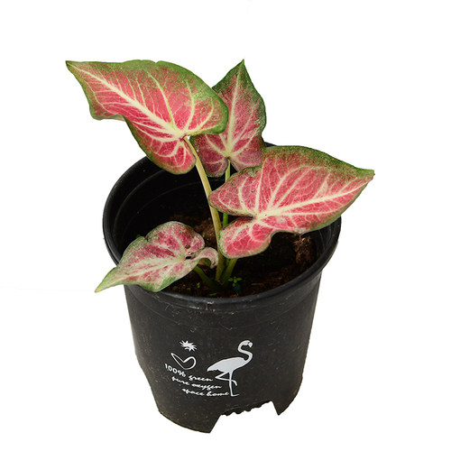 红宝石彩叶芋   雪花肥牛彩叶芋  直播间精选一物一拍