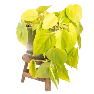 柠檬汁蔓绿绒 philodendron scanden 网红绿植室内盆栽