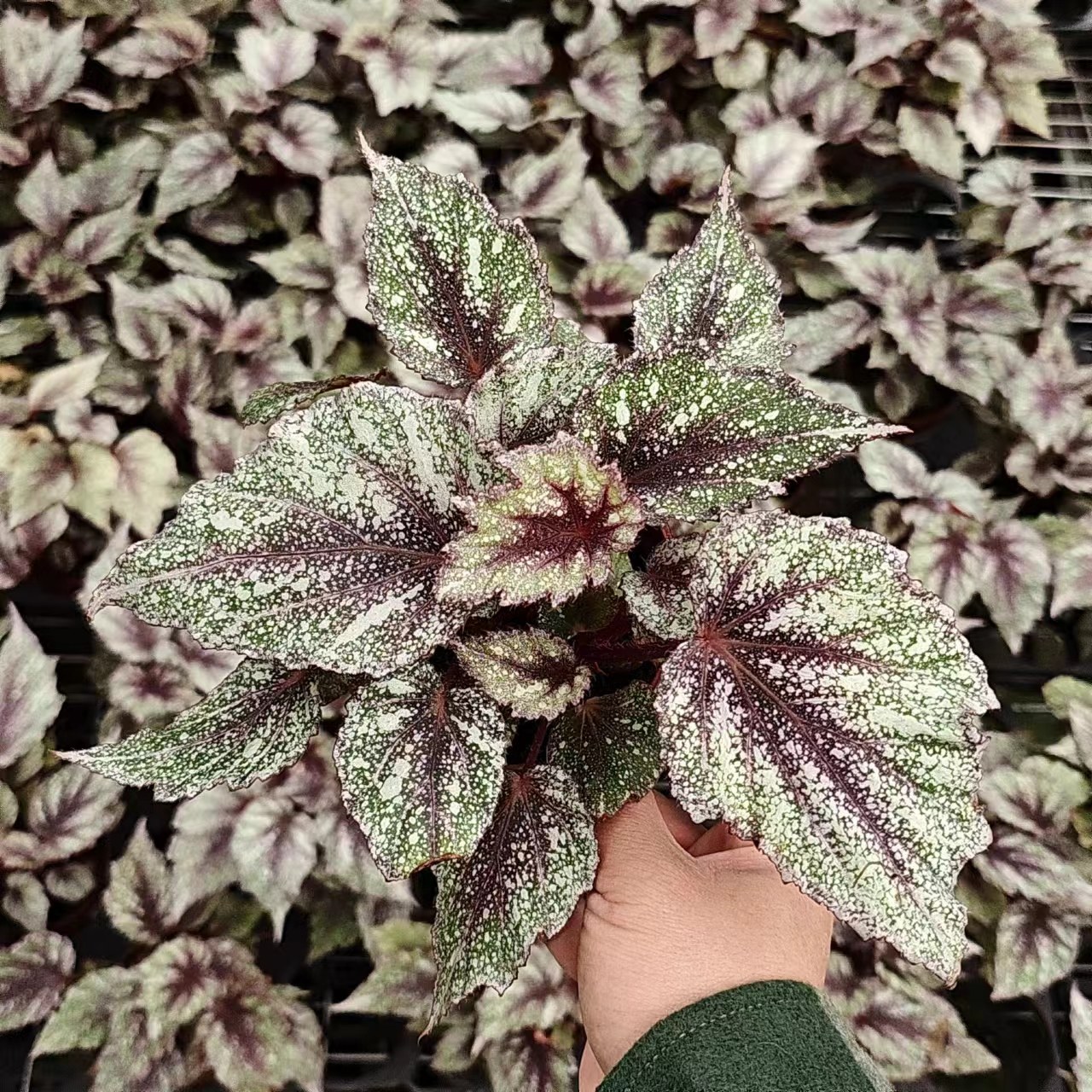 晨露 朝露秋海棠 网红室内绿植盆栽 直播间,鲜花速递/花卉仿真/绿植园艺,秋海棠,淘宝优惠券,粉丝福利购,淘宝优惠卷