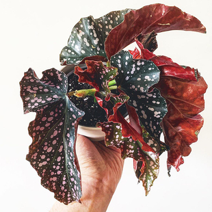 Rosie Cracklin 室内绿植精选盆栽 Begonia 裂纹玫瑰秋海棠