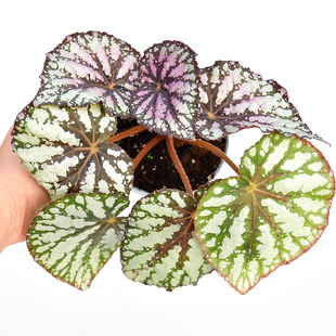 直播间精选 网红室内观叶绿植 大王杂秋海棠 大王二号