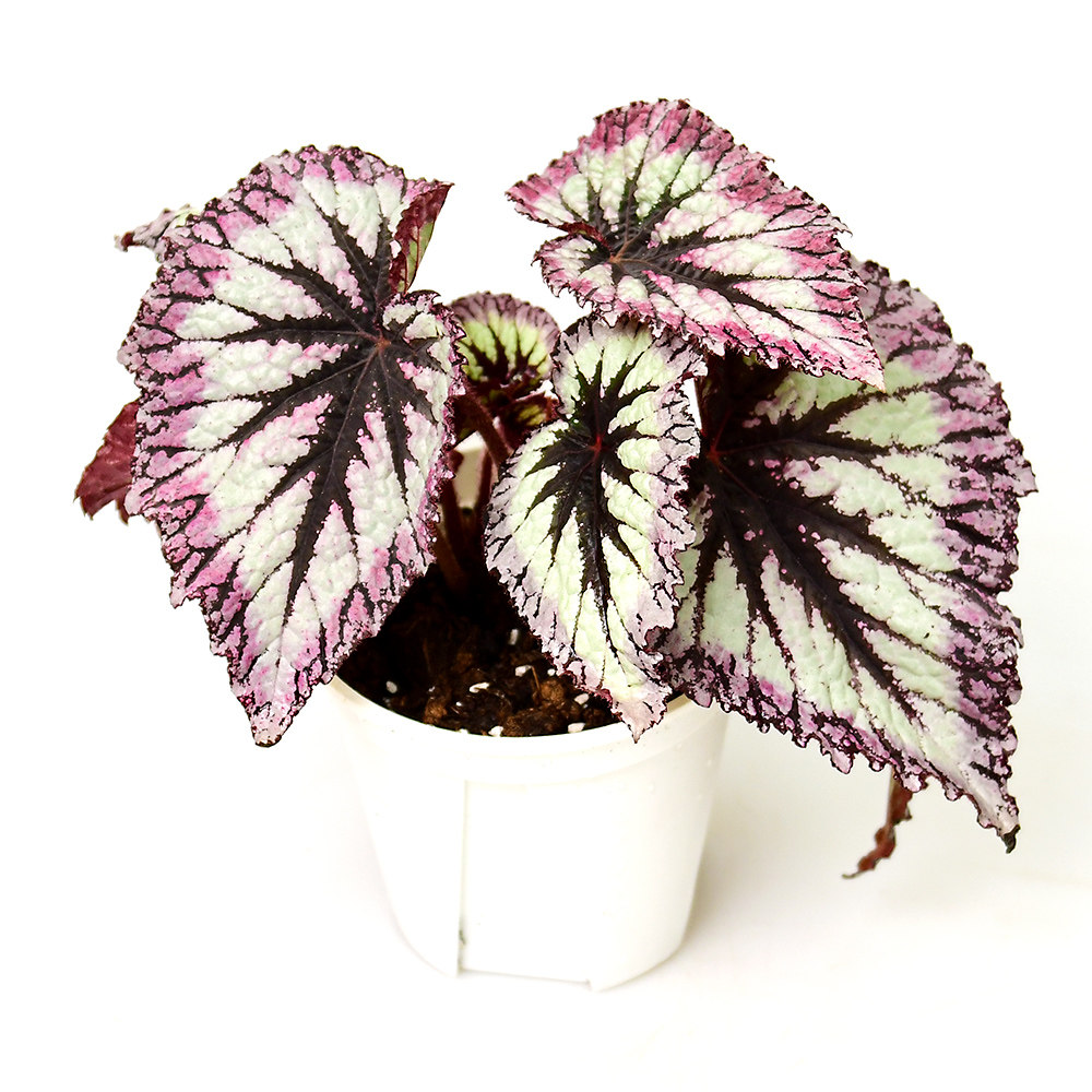 焰火秋海棠  室内绿植 直播间,鲜花速递/花卉仿真/绿植园艺,秋海棠,淘宝优惠券,粉丝福利购,淘宝优惠卷