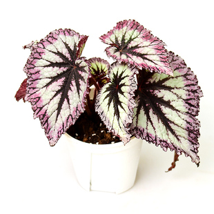 焰火秋海棠 直播间 室内绿植