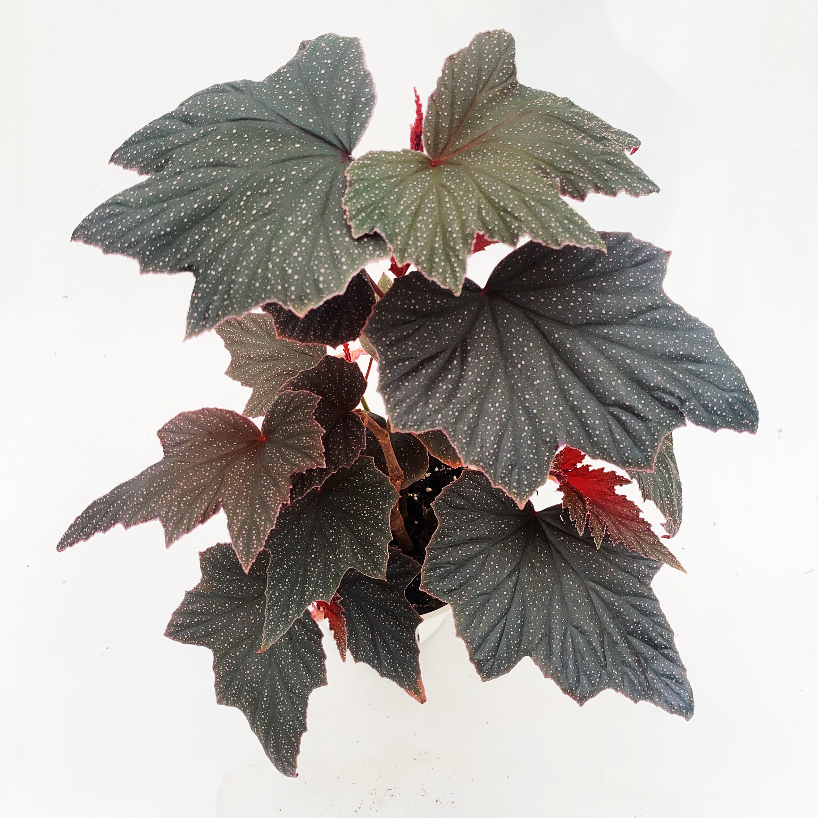 竹节粉红豹秋海棠 变异粉红貂 直播间 一物一拍 室内绿植盆栽