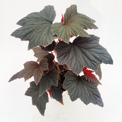 竹节粉红豹秋海棠  变异粉红貂  直播间 一物一拍 室内绿植盆栽