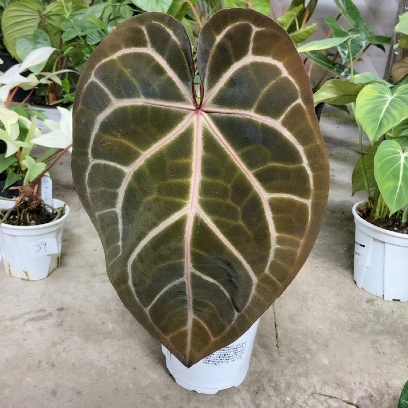 杂交花烛 B064 精选室内绿植盆栽 热植,鲜花速递/花卉仿真/绿植园艺,花烛,淘宝优惠券,粉丝福利购,淘宝优惠卷