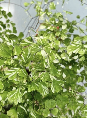 白锦铁线蕨 暴风雪/雪花 Adiantum raddianum 'Snowflake' 盆栽