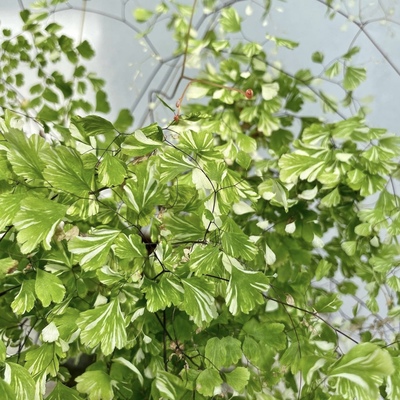 白锦铁线蕨 暴风雪/雪花 Adiantum raddianum 'Snowflake' 盆栽