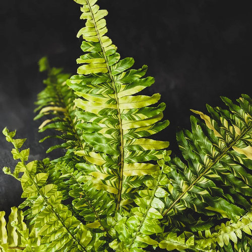 锦化观叶植物花叶肾蕨虎蕨