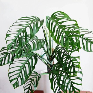 巨洞龟背竹 正版ME Monstera epipremnoides 室内观叶绿植盆栽