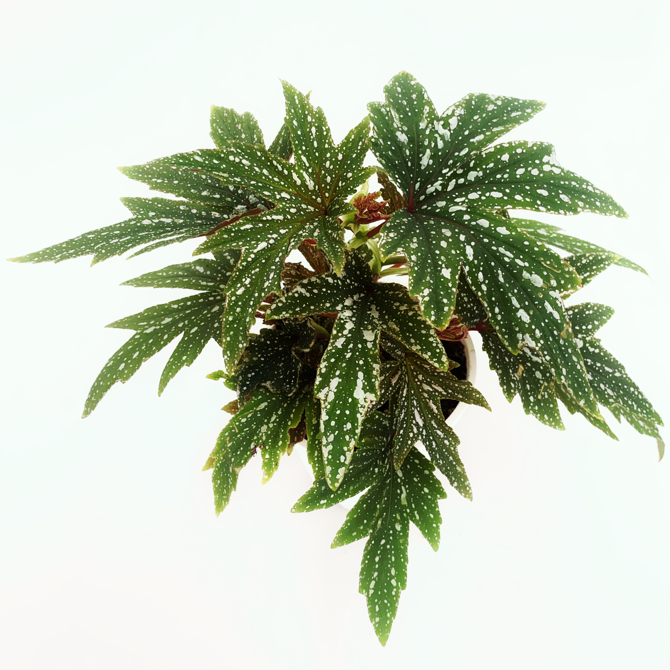 黑霜秋海棠  室内绿植盆栽 直播间精选一物一拍