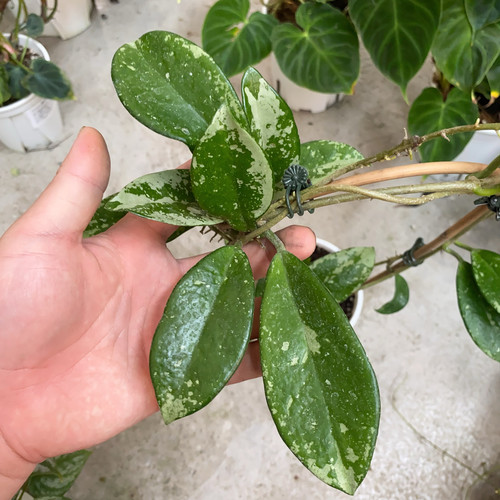 074球兰    网红室内绿植盆栽