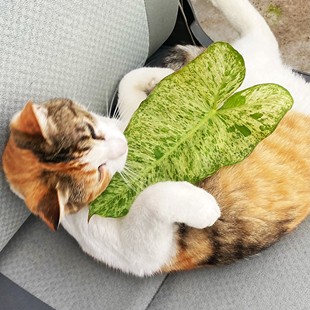 绿天堂蔓绿绒 网红室内绿植盆栽 直播间精选