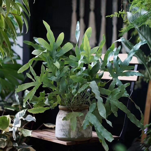 室内户外喜阴蕨类蓝星水龙骨