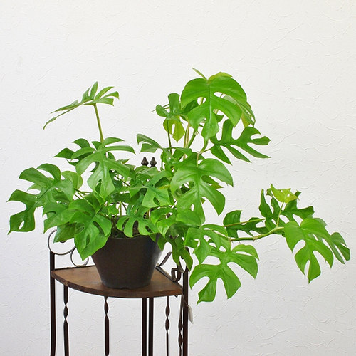 易养室内观叶植物姬龟背
