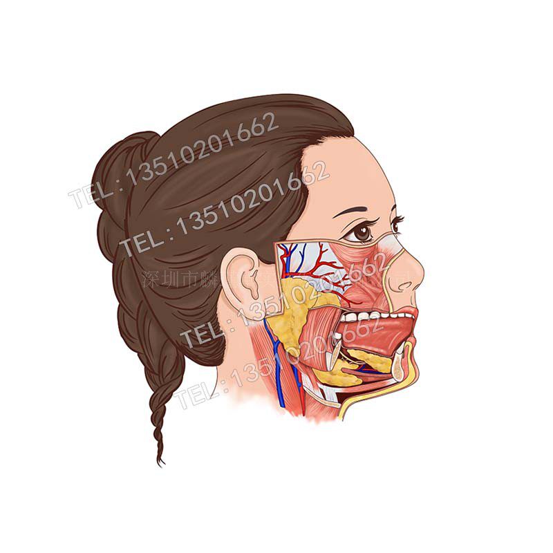 腮腺下颌下腺舌下腺外侧面医学插画解剖图手术案例手绘漫画设计图