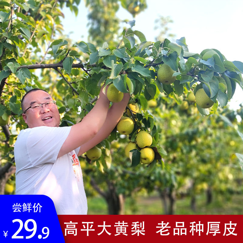 高平大黄梨老品种山西特产