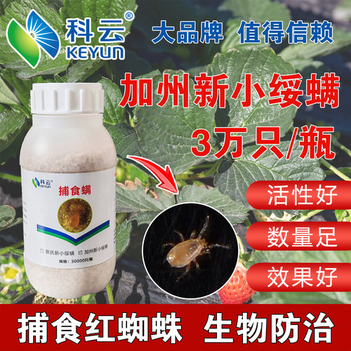 科云加州捕食螨生物防治红蜘蛛