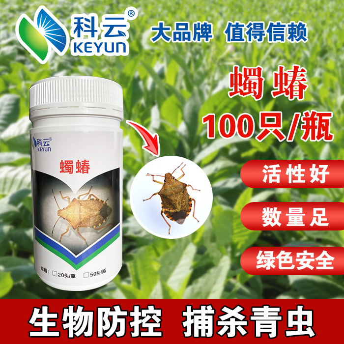 天敵昆蟲蠋蝽生物防治菜青蟲