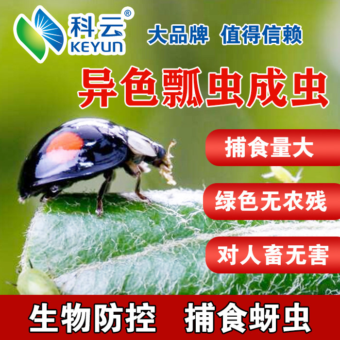 科云异色瓢虫成虫天敌活体昆虫瓢虫防治蚜虫花卉蔬菜农林园艺生物