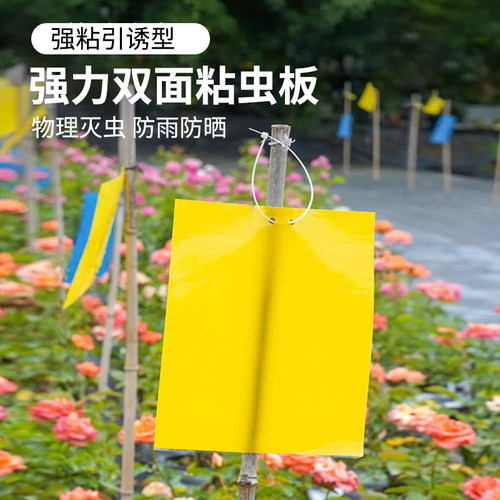 科云黄蓝板双面粘虫持效期长防水
