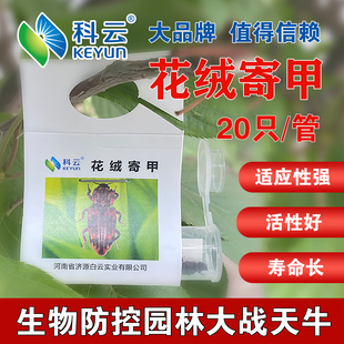 科云花绒寄甲天牛克星天敌活体昆虫生物防治果树林业松树蛀干害虫