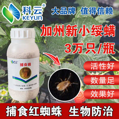 科云加州捕食螨生物防治红蜘蛛