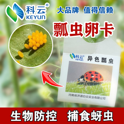 异色瓢虫卵卡活体瓢虫防治蚜虫昆虫天敌有机园林园艺昆虫生物防治