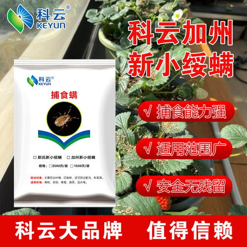 科云加州捕食螨草莓红蜘蛛天敌
