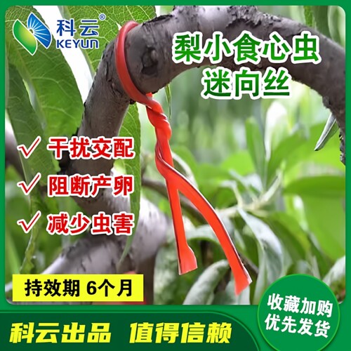 科云梨小迷向丝除果园钻心虫