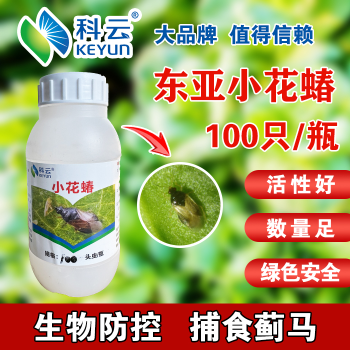 東亞小花蝽捕食薊馬蚜蟲藍莓番茄